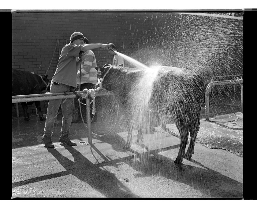 Marcus Bunyan. 'Untitled' from 'Dogs, chickens, cattle' 1994-95