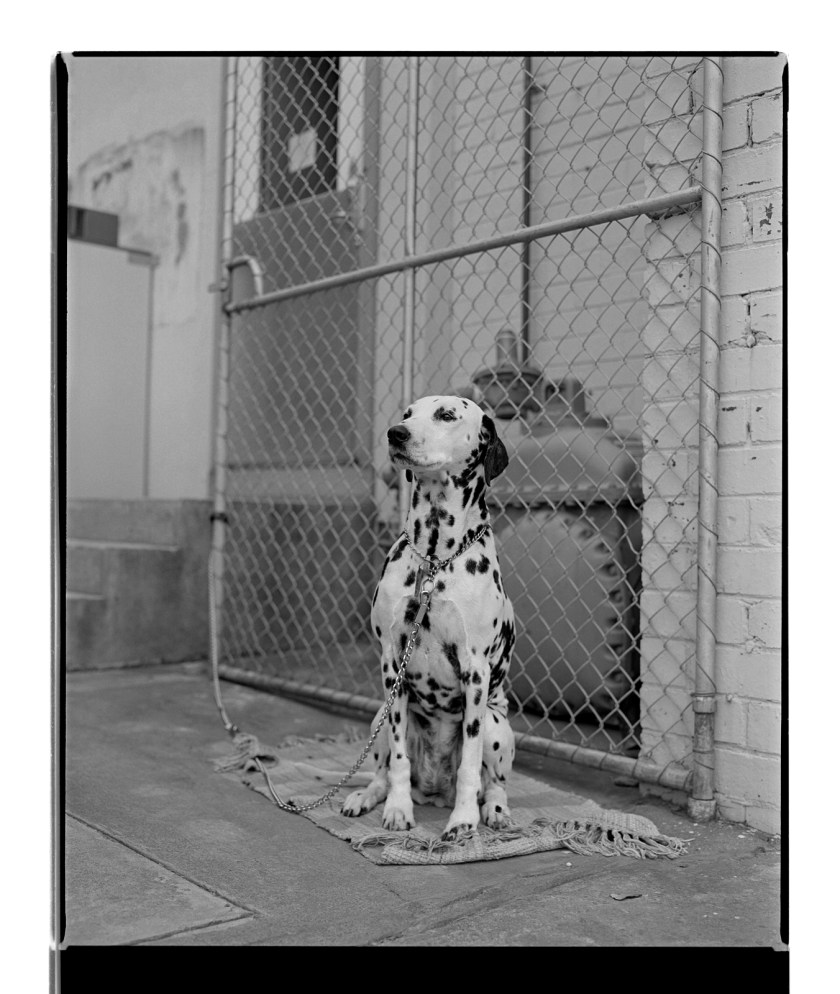 Marcus Bunyan. 'Dalmation' from 'Dogs, chickens, cattle and cows' 1994-95