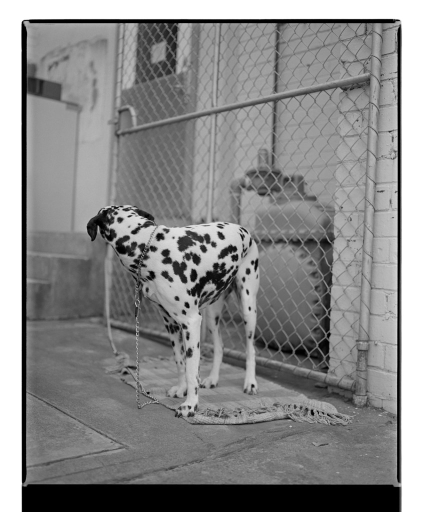 Marcus Bunyan. 'Dalmation' from 'Dogs, chickens, cattle and cows' 1994-1995