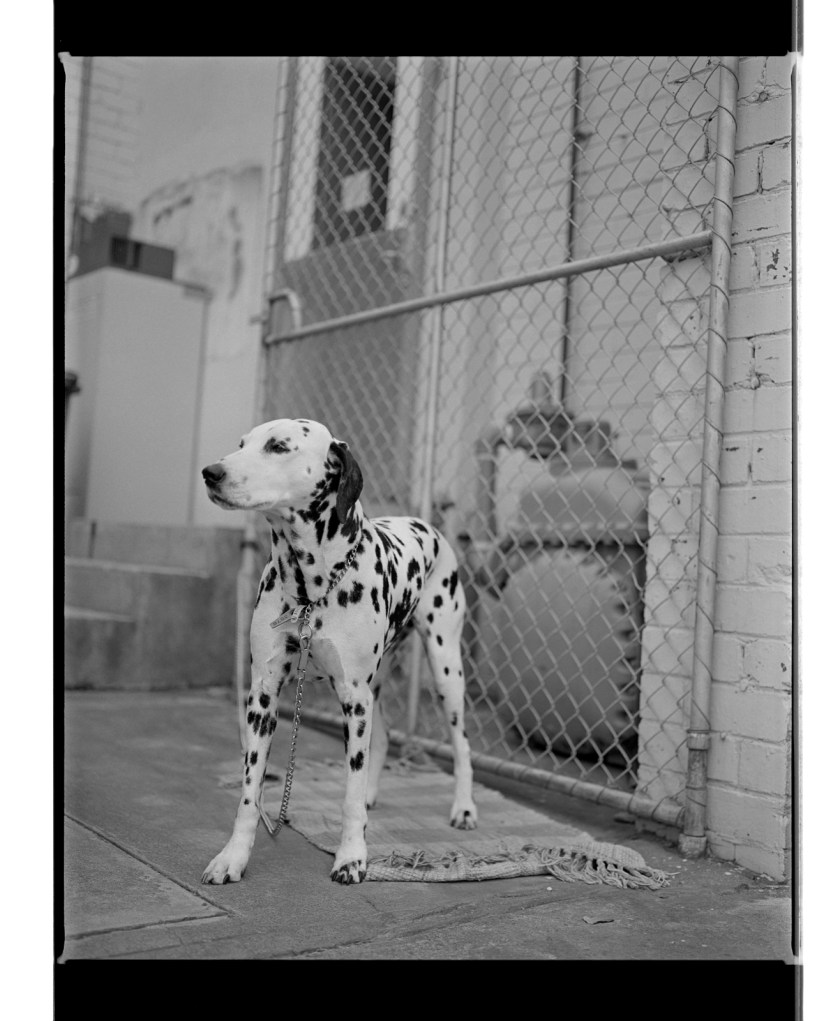 Marcus Bunyan. 'Dalmation' from 'Dogs, chickens, cattle and cows' 1994-95