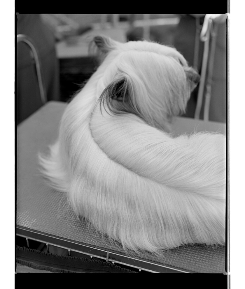 Marcus Bunyan. 'Untitled' from 'Dogs, chickens, cattle and cows' 1994-95