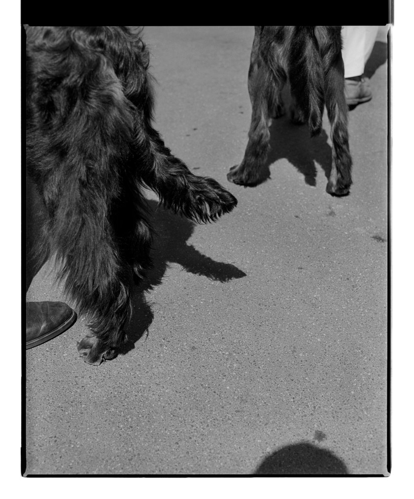 Marcus Bunyan. 'Untitled' from 'Dogs, chickens, cattle and cows' 1994-95