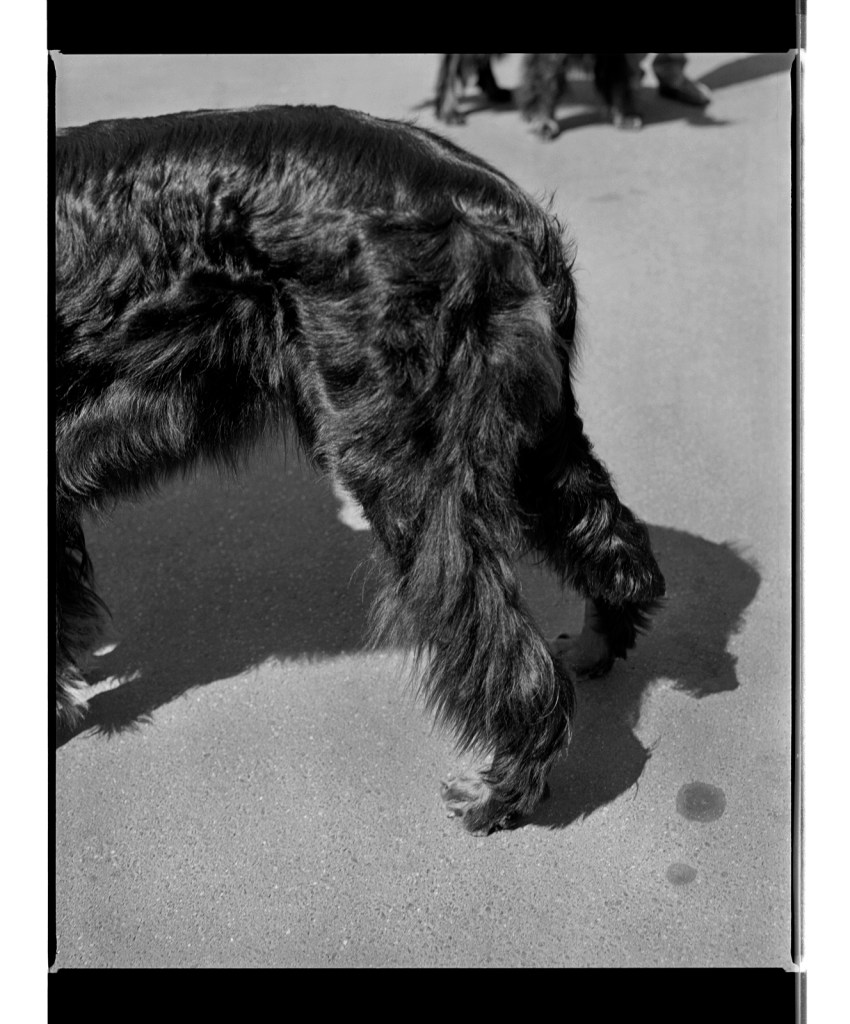 Marcus Bunyan (Australian, b. 1958) 'Untitled' from 'Dogs, chickens, cattle and cows' 1994-1995