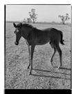 Marcus Bunyan. 'Foal' from 'Horses, sheep' 1994-95