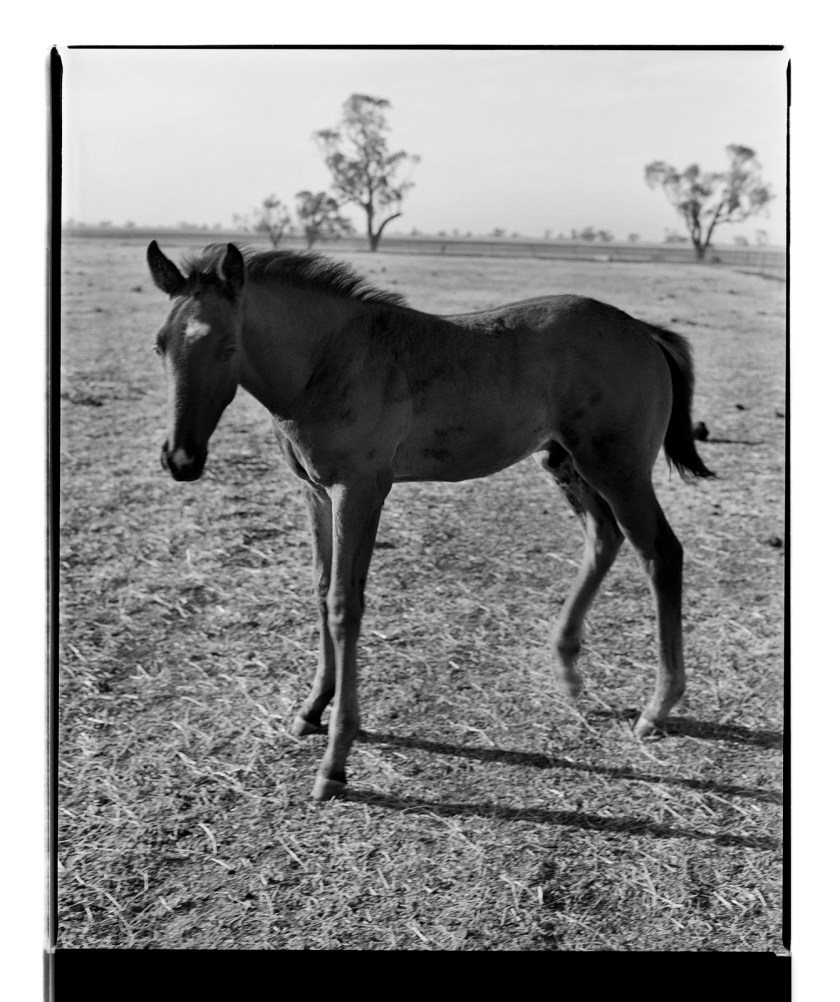 Marcus Bunyan. 'Foal' from 'Horses, sheep' 1994-95