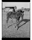Marcus Bunyan. 'Foal' from 'Horses, sheep' 1994-95