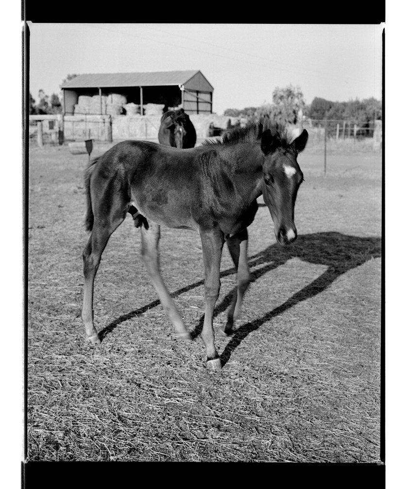 Marcus Bunyan. 'Foal' from 'Horses, sheep' 1994-95