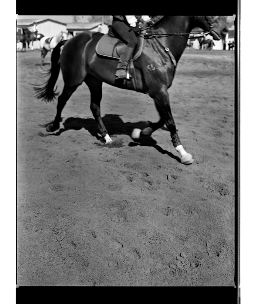 Marcus Bunyan. 'Untitled' from 'Horses, sheep' 1994-95