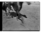Marcus Bunyan. 'Untitled' from 'Horses, sheep' 1994-95