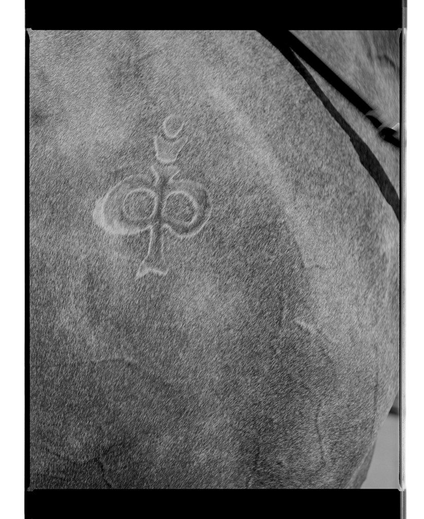 Marcus Bunyan. 'Brand' from 'Horses, sheep' 1994-95