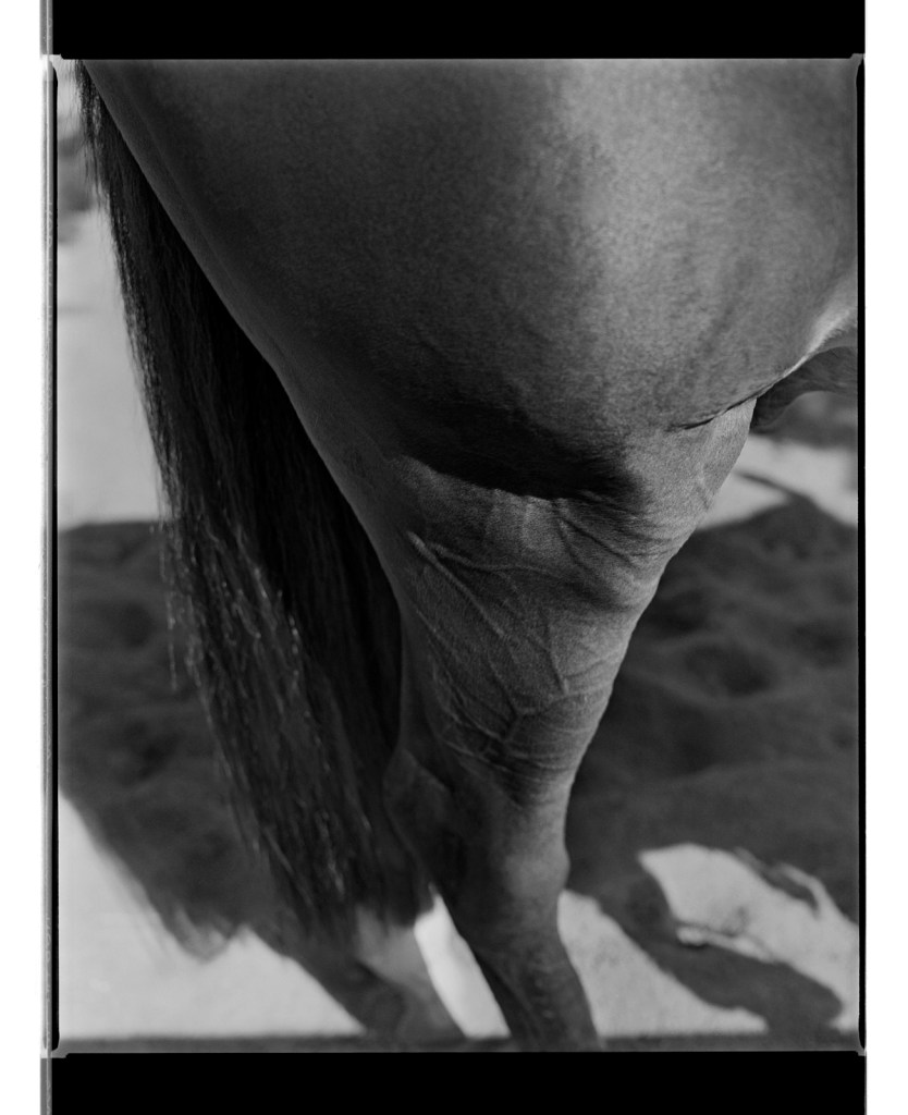 Marcus Bunyan. 'Hock, Gaskin' from 'Horses, sheep' 1994-95