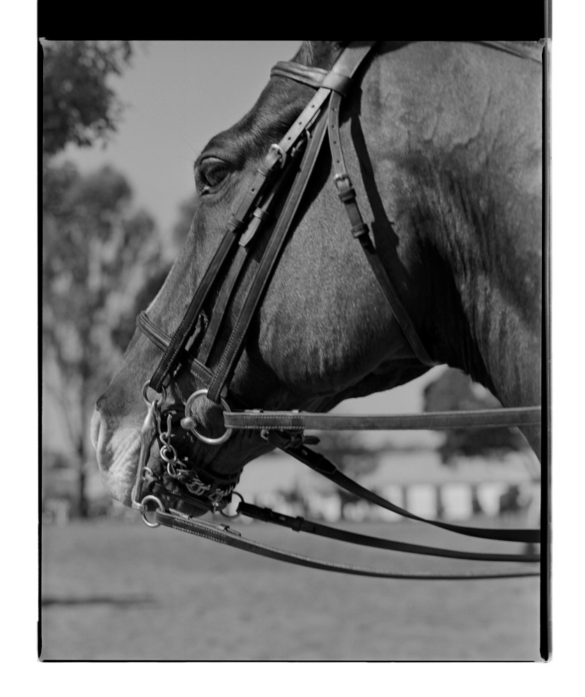 Marcus Bunyan. 'Bridle' from 'Horses, sheep' 1994-95