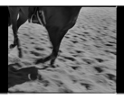 Marcus Bunyan. 'Untitled' from 'Horses, sheep' 1994-95