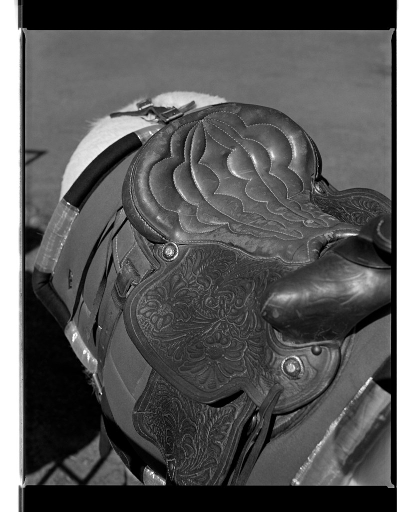 Marcus Bunyan. 'Saddle' from 'Horses, sheep' 1994-95