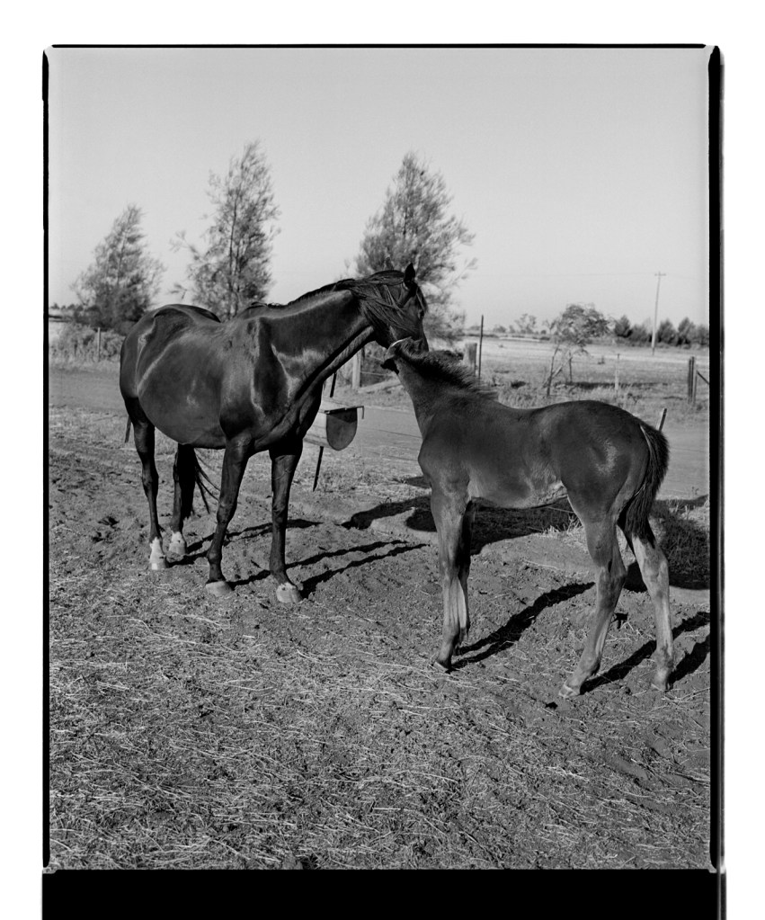 Marcus Bunyan. 'Mother, foal' from the series 'Horses, sheep' 1994-95
