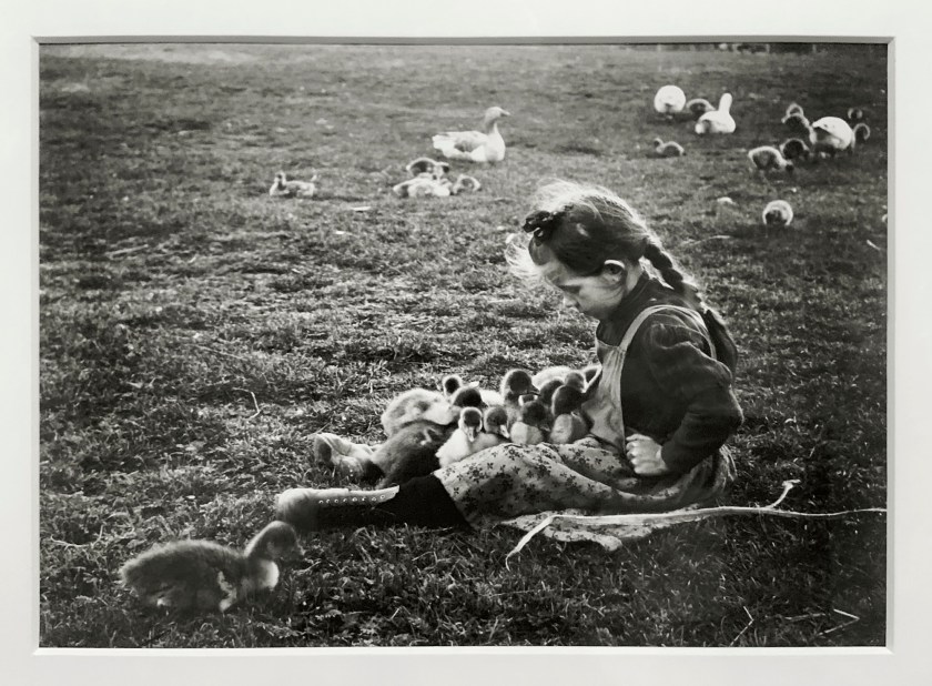 André Kertész (Hungarian, 1894-1985) 'Petites oies, Esztergom' 'Little geese, Esztergom' 1918