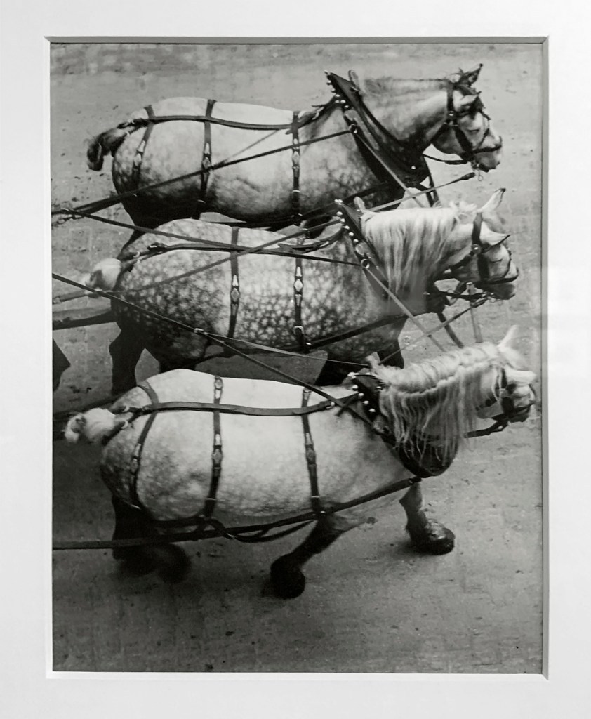 André Kertész (Hungarian, 1894-1985) 'Attelage, Paris' 'Coupling, Paris' 1925 (installation view)