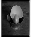 Marcus Bunyan. 'Nautilus shell in cup' 1994