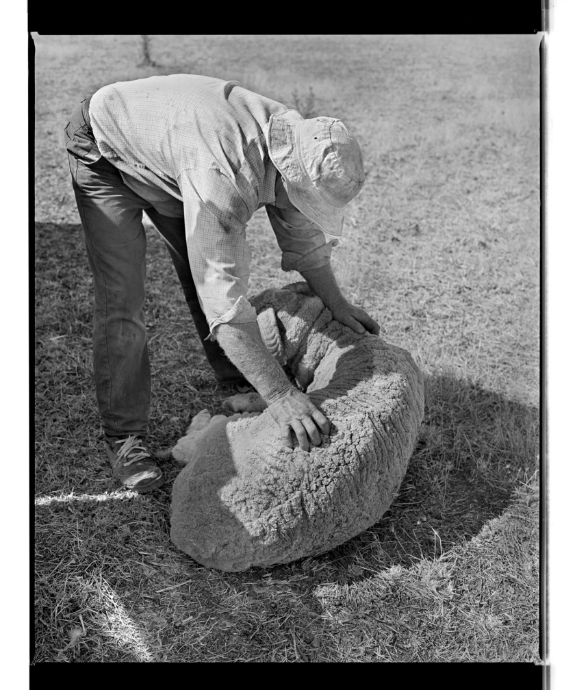 Marcus Bunyan. 'Untitled' from 'Horses, sheep' 1994-95