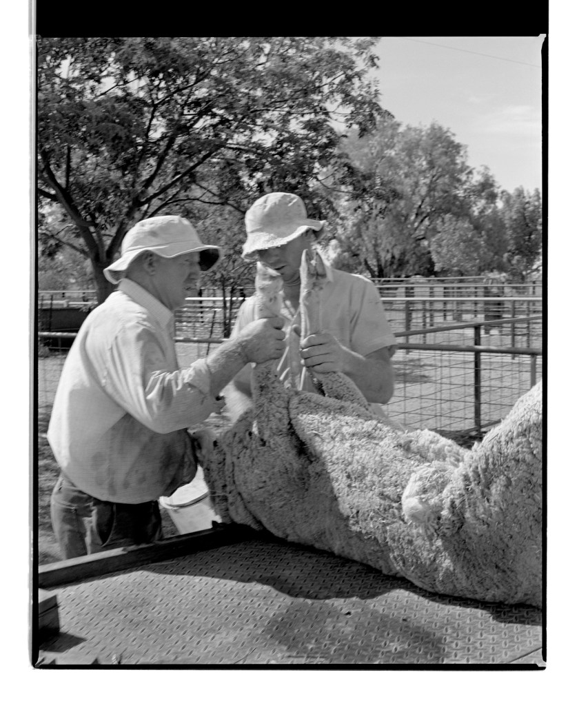 Marcus Bunyan. 'Untitled' from 'Horses, sheep' 1994-95