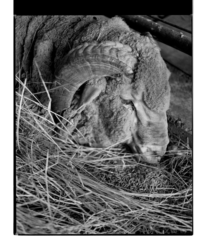 Marcus Bunyan (Australian, b. 1958) 'Untitled' from 'Horses, sheep' 1994-1995