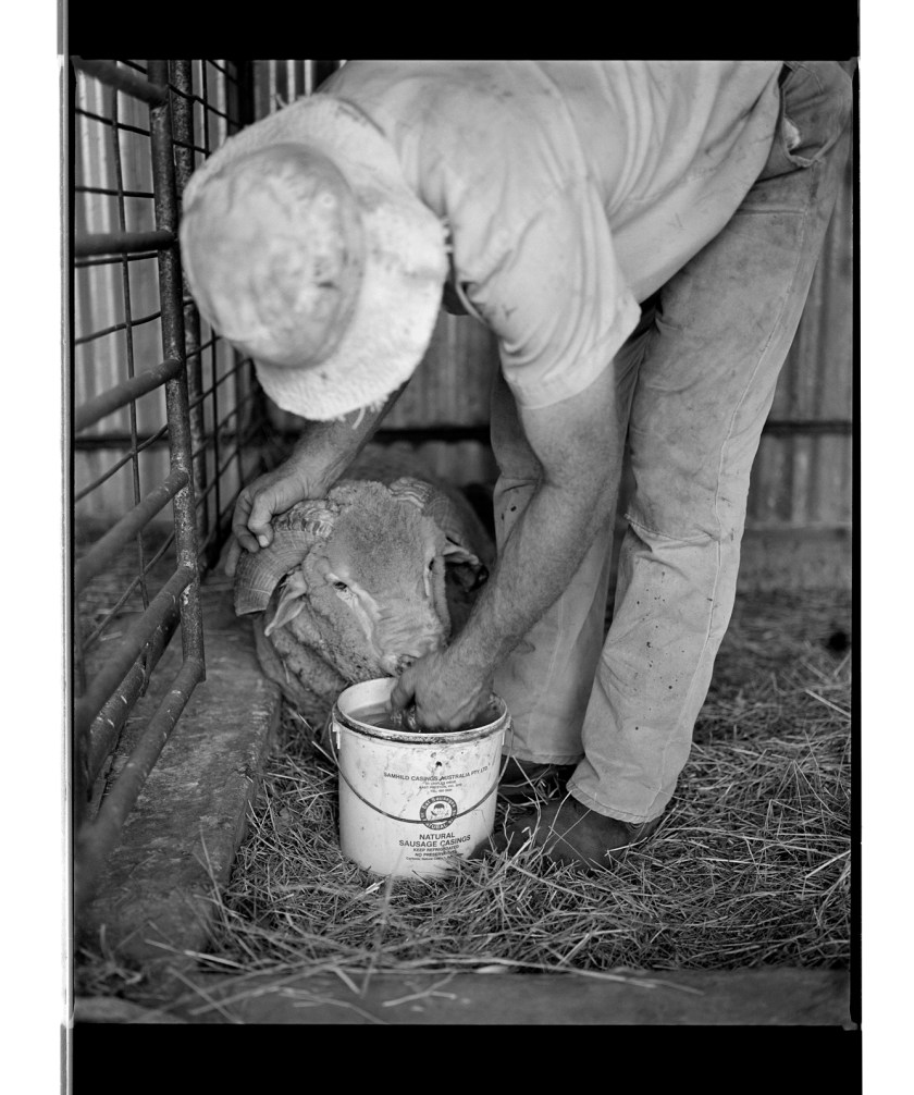 Marcus Bunyan. 'Untitled' from 'Horses, sheep' 1994-95