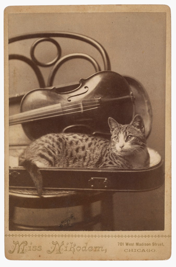 A. M. Nikodem, Chicago, IL. '[Cat]' 1880s