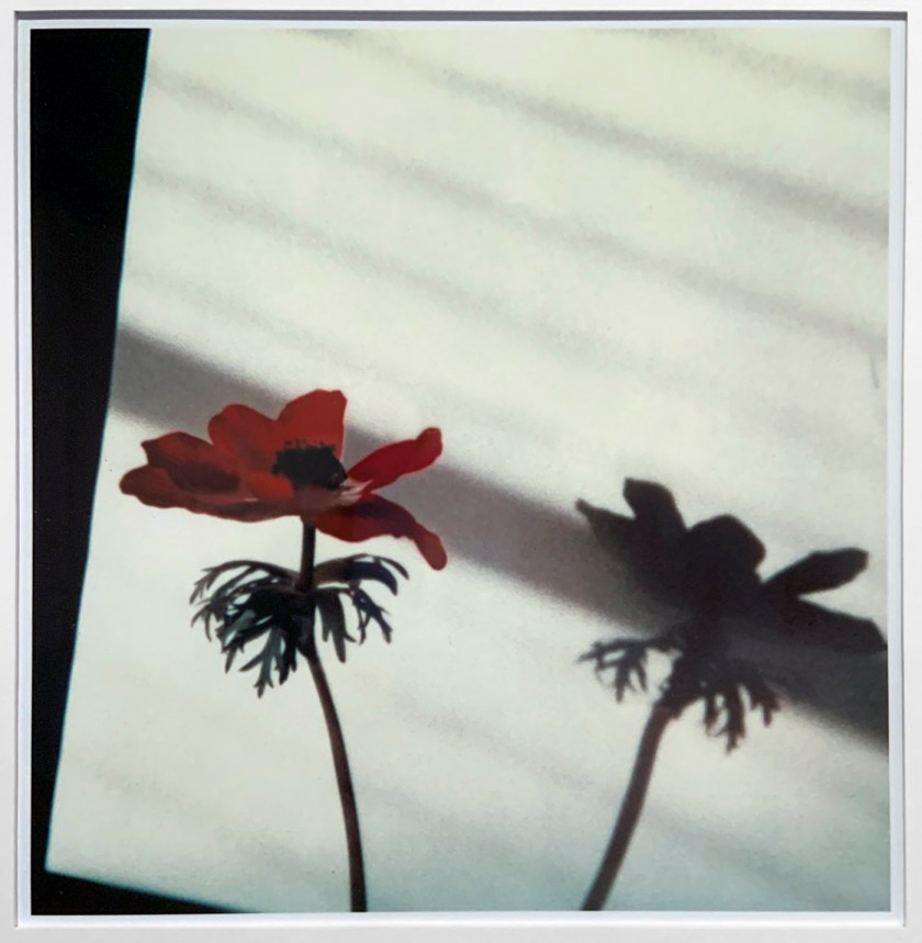 André Kertész (Hungarian, 1894-1985) '12 December 1979' (installation view)