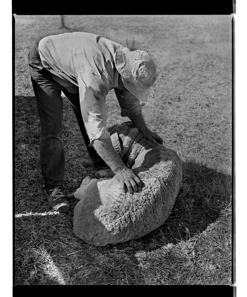 Marcus Bunyan (Australian, b. 1958) 'Untitled' from 'Horses, sheep' 1994-1995