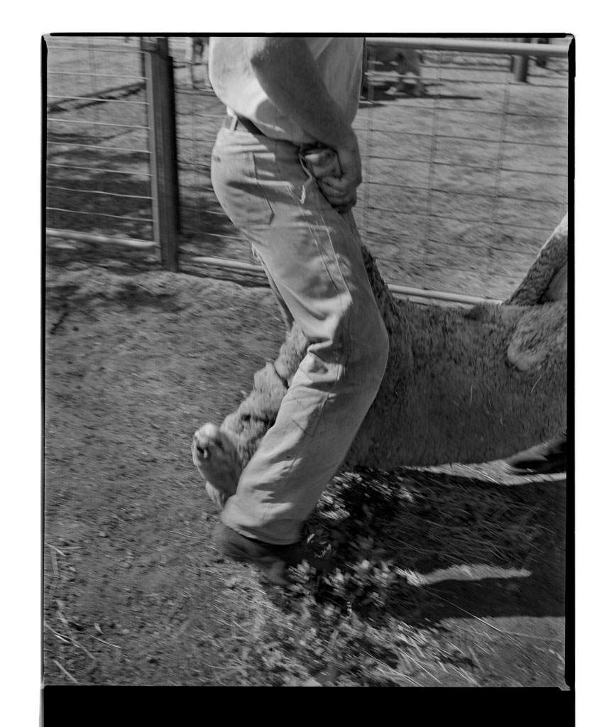 Marcus Bunyan (Australian, b. 1958) 'Untitled' from 'Horses, sheep' 1994-1995