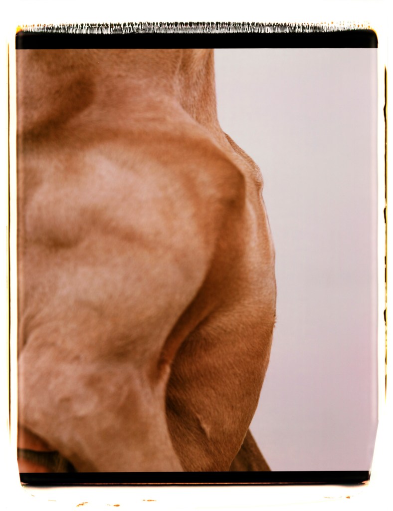 William Wegman (American, b. 1943) 'Wall' 1997