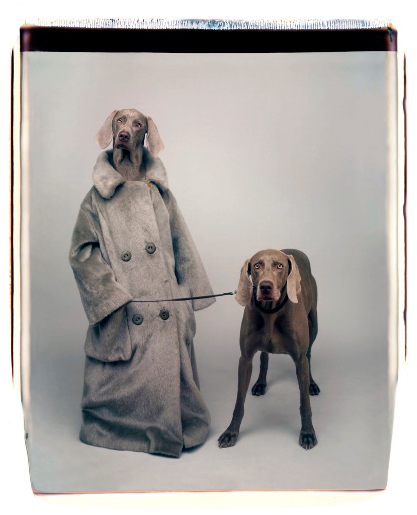 William Wegman (American, b. 1943) 'Dog Walker' 1990