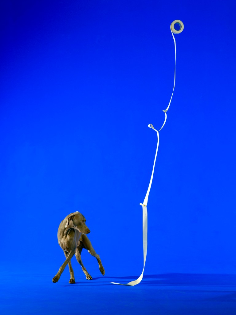 William Wegman (American, b. 1943) 'Cursive Display' 2013