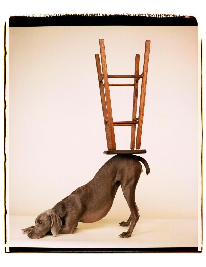 William Wegman (American, b. 1943) 'Upside Downward' 2006