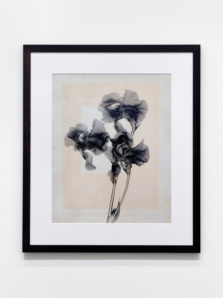 Thomas Ruff. Installation view K20, Kunstsammlung Nordrhein-Westfalen showing 'flower.s_10' from Ruff's series 'flower.s'