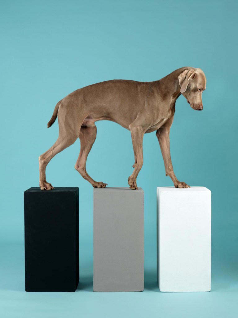 William Wegman (American, b. 1943) 'Contact' 2014