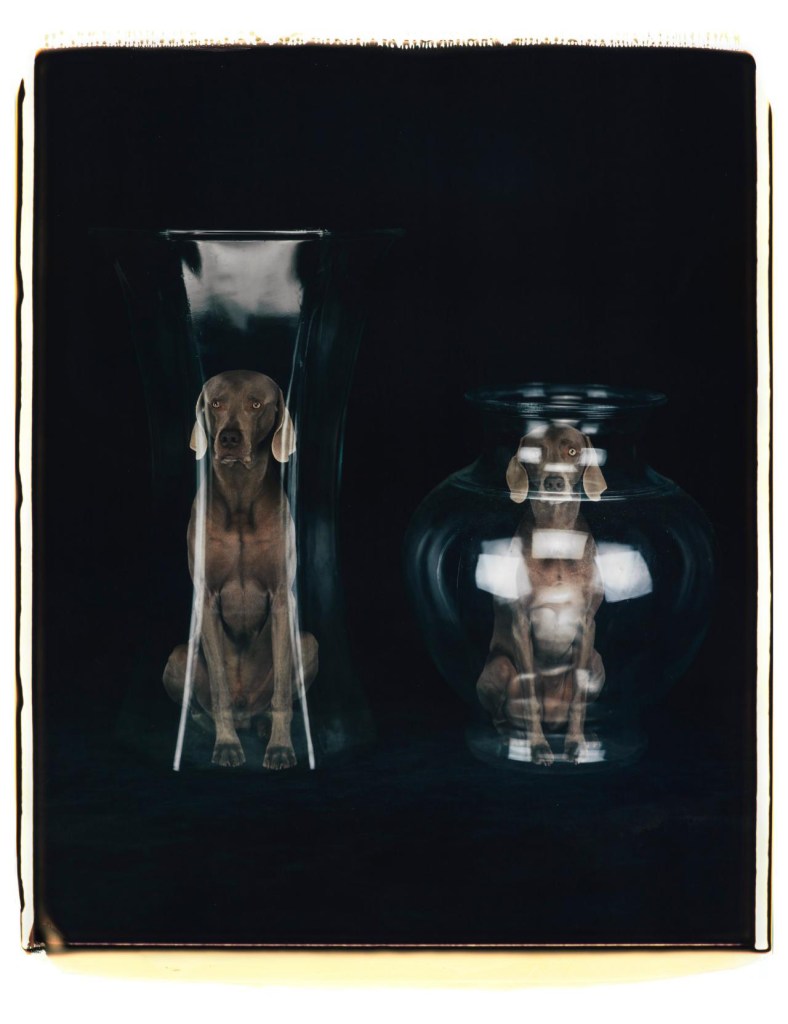 William Wegman (American, b. 1943) 'From the spirit world' 2006