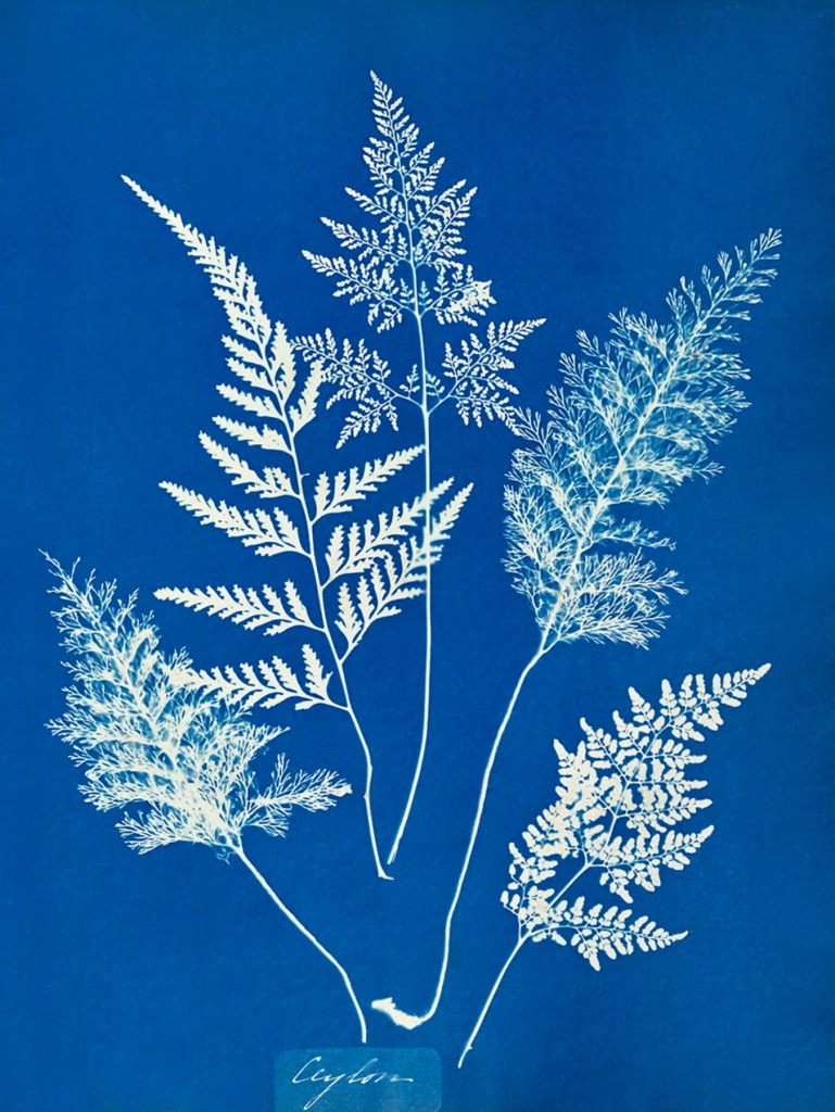 Anna Atkins (English, 1799-1871) 'Ceylon' c. 1850 from the exhibition 'Unearthed: Photography's Roots' at the Dulwich Picture Gallery, London, Dec 2020 - May 2021