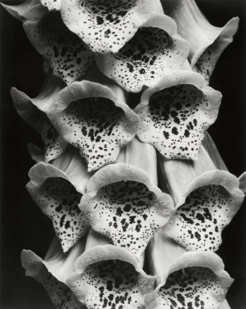 Edward Steichen (American, 1879-1973) 'Foxgloves, France' 1925