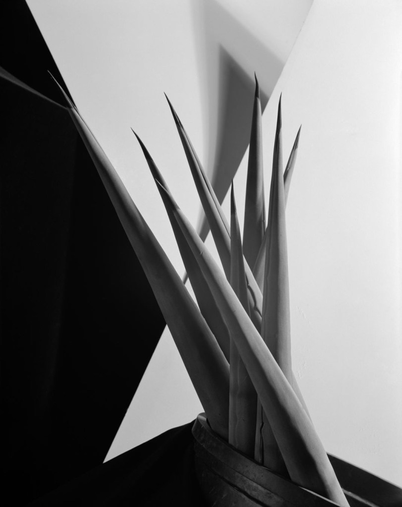 Imogen Cunningham (American, 1883-1976) 'Agave Design I' 1920s