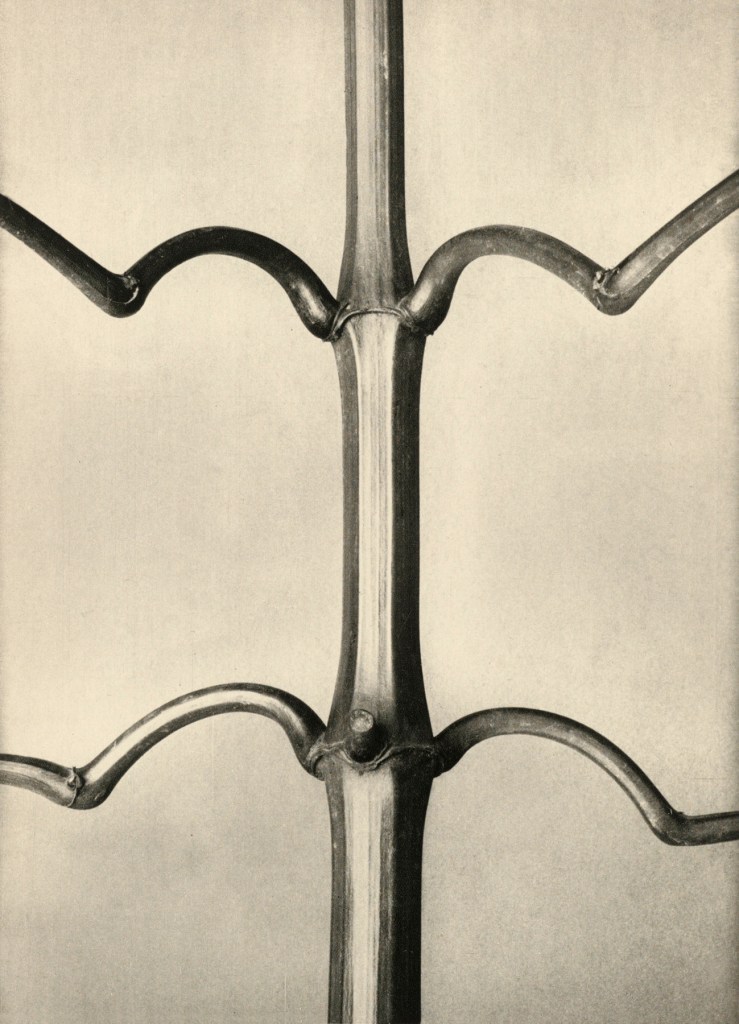 Karl Blossfeldt (German, 1865-1932) 'Impatiens Glandulifera' 1928