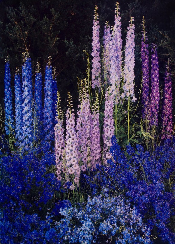 Edward Steichen (American, 1879-1973) 'Delphiniums' 1940