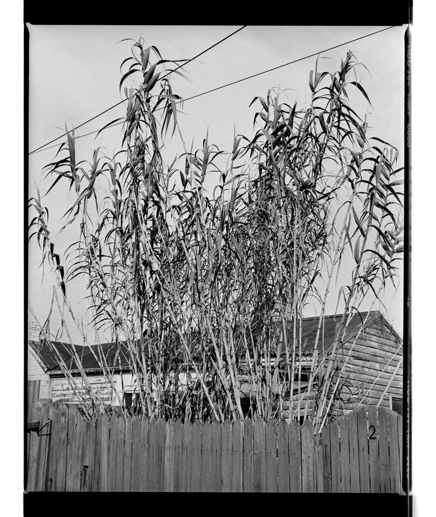 Marcus Bunyan (Australian, b. 1958) 'Bamboo' 1994-1996