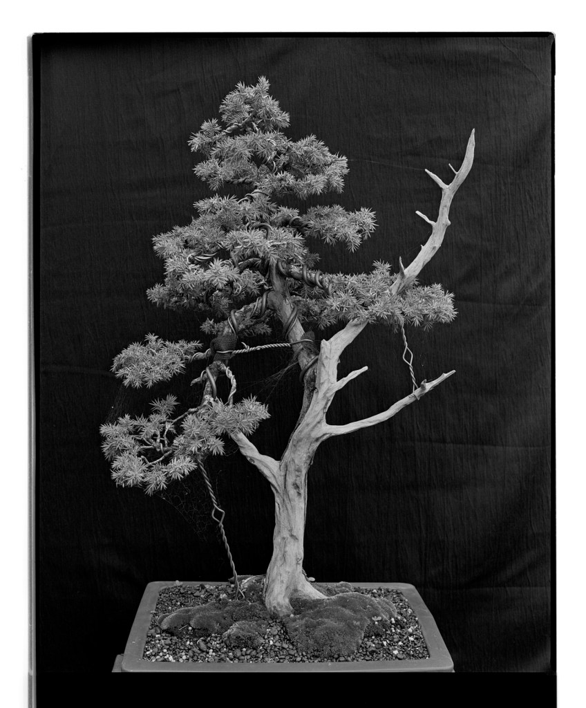 Marcus Bunyan (Australian, b. 1958) 'Bonsai' 1994-1996