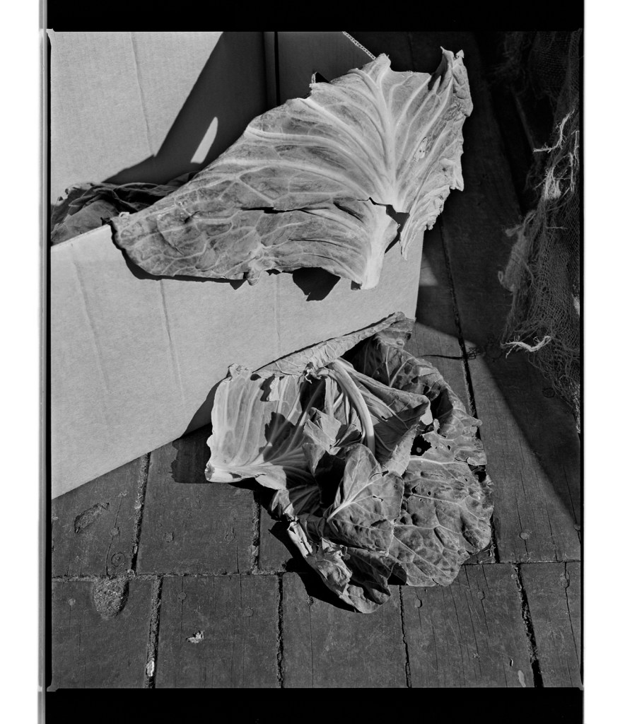 Marcus Bunyan (Australian, b. 1958) 'Cabbage' 1994-1996