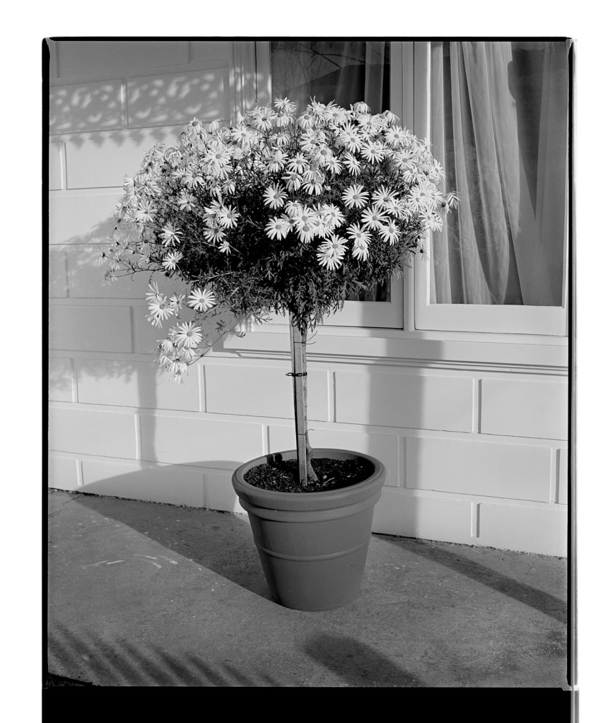 Marcus Bunyan (Australian, b. 1958) 'Marguerite Daisy II' 1994-1996