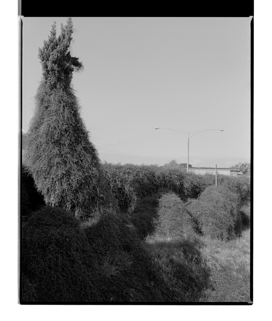 Marcus Bunyan (Australian, b. 1958) 'Monster' 1994-1996