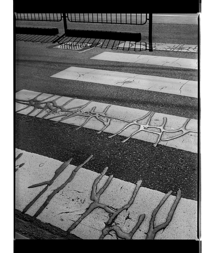 Marcus Bunyan (Australian, b. 1958) 'Untitled (creatures)' 1996