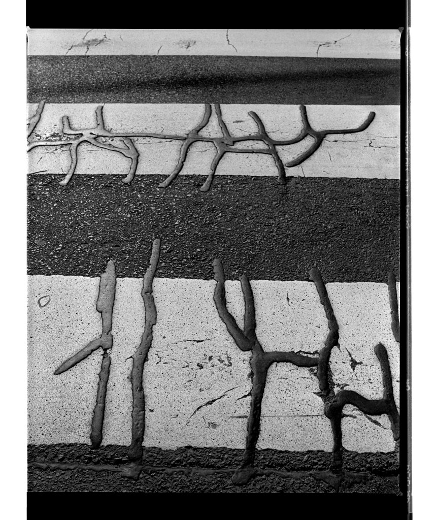 Marcus Bunyan (Australian, b. 1958) 'Untitled (creatures)' 1996