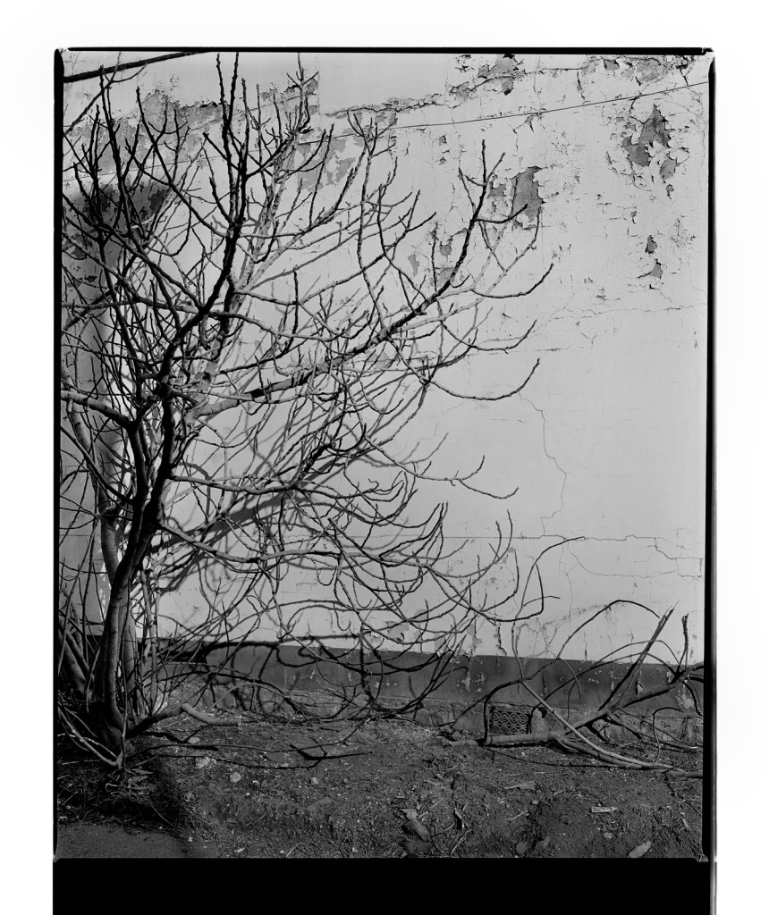 Marcus Bunyan. 'Untitled' 1995